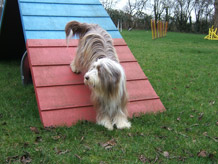 Welpenerziehung Wiesbaden