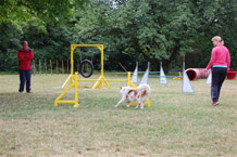 Hundeerziehung Wiesbaden