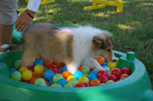 Hundeschule Wiesbaden