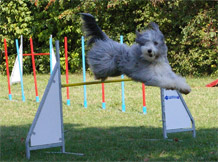 Hundeausbildung Wiesbaden