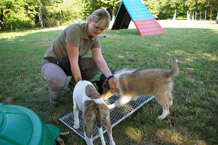 Agilitytraining Wiesbaden