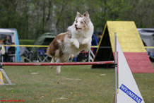 Agility Wiesbaden